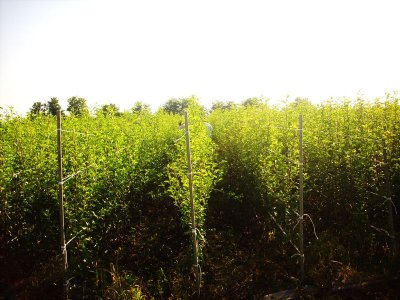 Piante di produzione