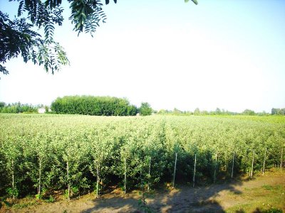 Piante di melo