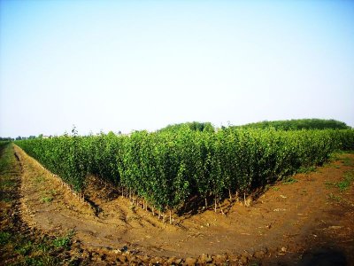 Panoramica sui portainnesti